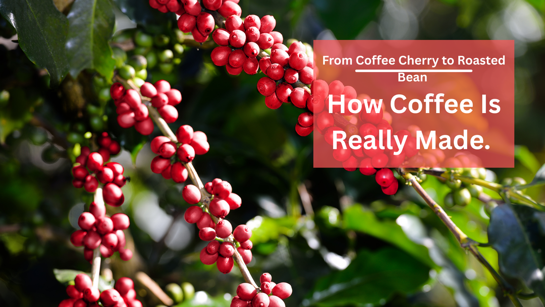 How Coffee Is Really Made. From Coffee Cherry to Roasted Bean