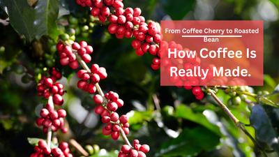 How Coffee Is Really Made. From Coffee Cherry to Roasted Bean